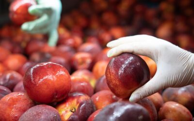 Secondulfo: albicocche, pesche e nettarine in commercializzazione fino a meta’ luglio