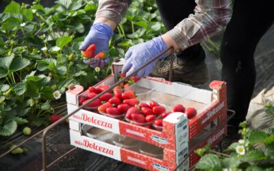 “Secondulfo: “Abbiamo aumentato del 20% la produzione di fragole”