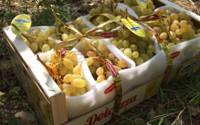 Secondulfo: «Vi racconto l’uva di Trani»