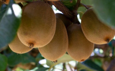 Italiafruit.net: da Piana del Sele il nuovo kiwi biologico